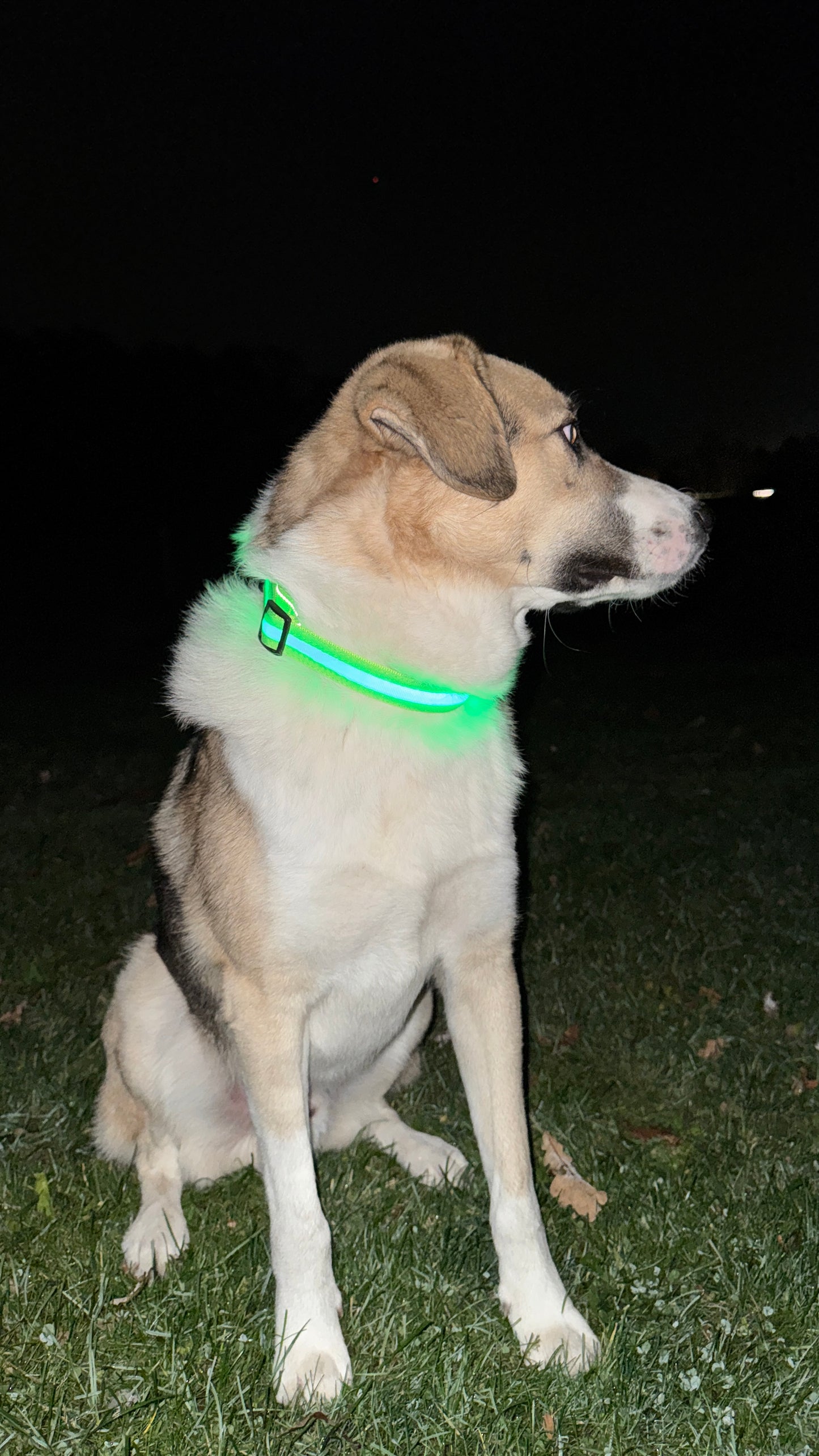 LED Halsband voor Honden – Veilig zichtbaar tijdens elke wandeling in het donker