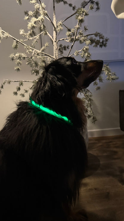 LED Halsband voor Honden – Veilig zichtbaar tijdens elke wandeling in het donker
